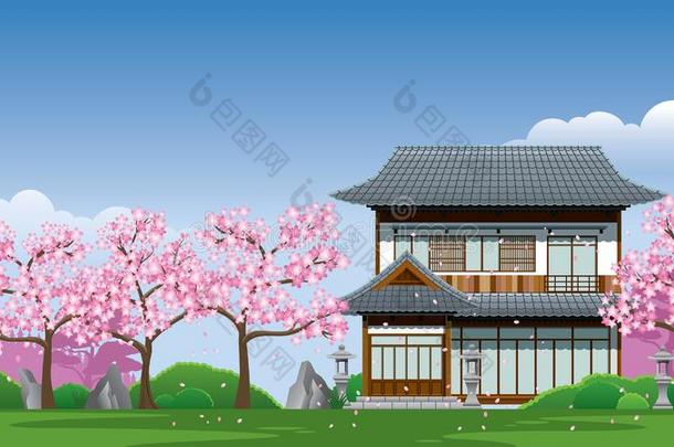 黑色亮漆传统的房屋在樱桃花季节