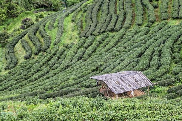 美丽的高的山绿色的茶水种植园