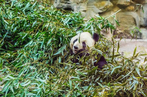 巨人熊猫大猫熊属梅勒诺卢卡吃竹子.野生的鸟兽等内心