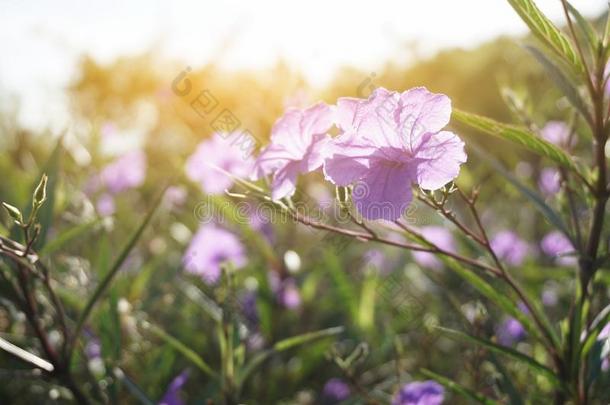 卢莉娅土<strong>豆花</strong>采用自然花园