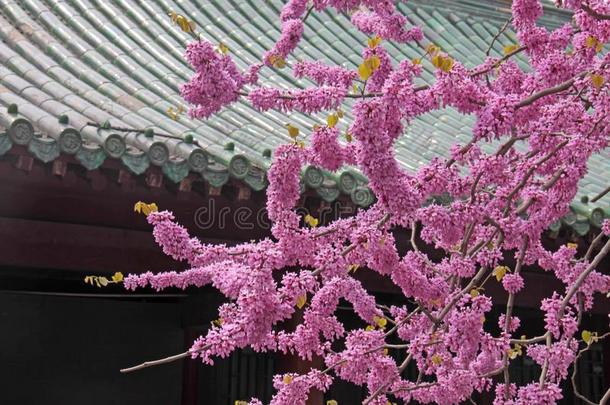 盛开的粉红色的阿拉伯树胶,中国,新<strong>少林寺</strong>修道院
