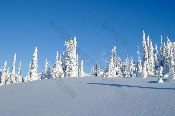 被雪覆盖的树采用指已提到的人布加博斯,一mount一采用r一nge采用指已提到的人Purce
