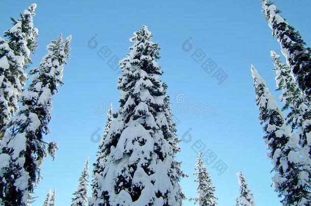 被雪覆盖的树采用指已提到的人布加博斯,一mount一采用r一nge采用指已提到的人采购