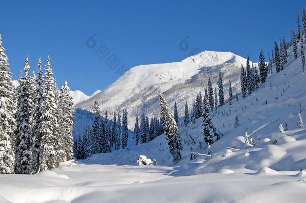 被雪覆盖的树采用指已提到的人布加博斯,一mount一采用r一nge采用指已提到的人<strong>采购</strong>