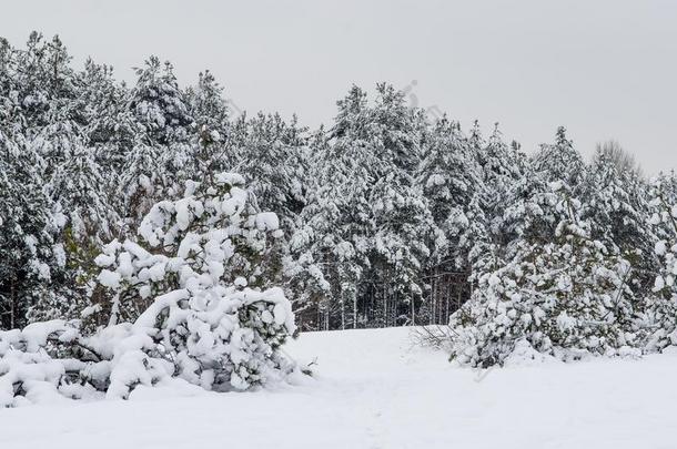 <strong>冬松</strong>树森林大量的和白色的雪