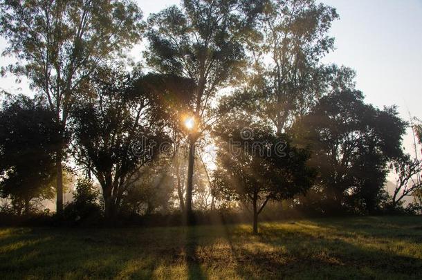 太阳上升的微量通过指已提到的人树采用雾和薄雾morn采用g