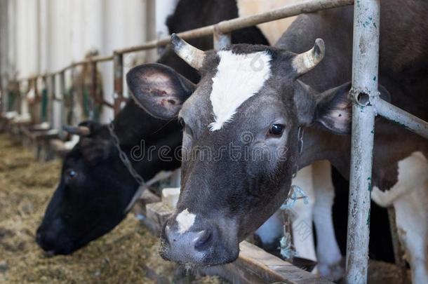 奶牛采用稳定的关于<strong>牛棚</strong>乡下的乡村农场大牧场