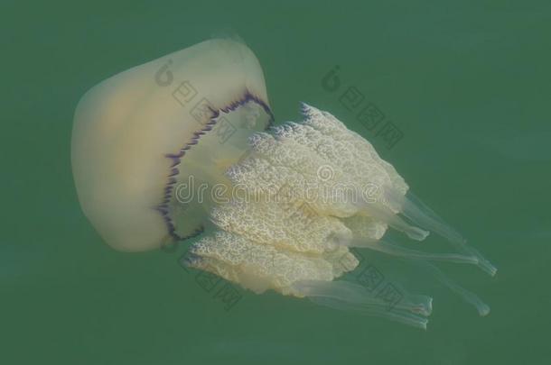透明的根瘤水母
