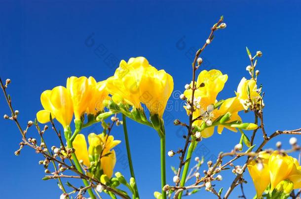 黄色的小苍兰属植物和带叶小枝关于樱桃-李子