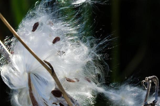 自然抽象的:优美的白色的乳草属植物光纤举向他们的