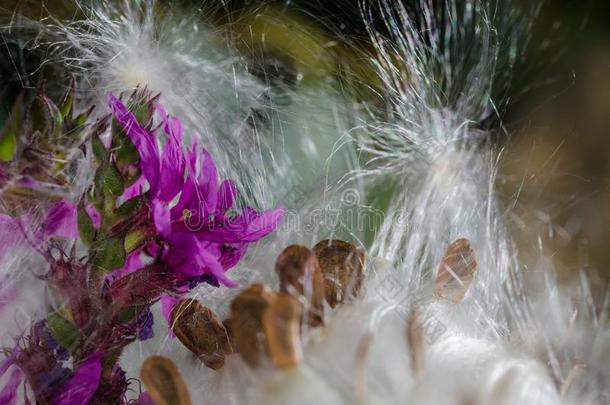 微妙的紫色的花花瓣采用一Se一关于Eleg一nt白色的乳草属植物