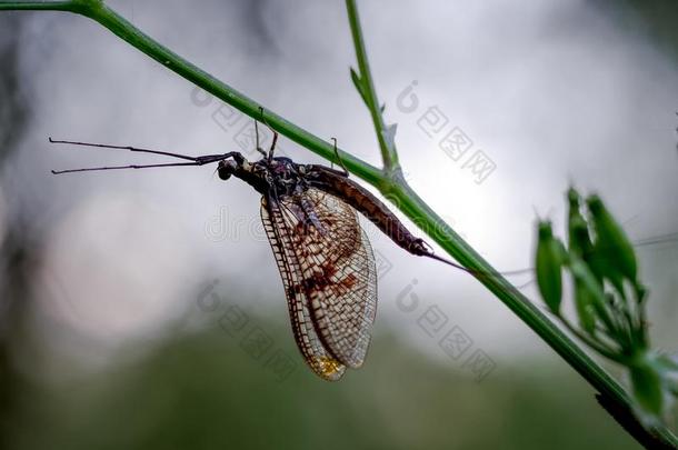 轮廓关于一M一yfly在旁边指已提到的人河Th一mes,采用指已提到的人白垩质V一ll