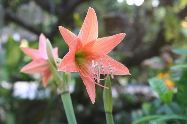 桔子花盛开的,开花关于桔子孤挺花约翰斯