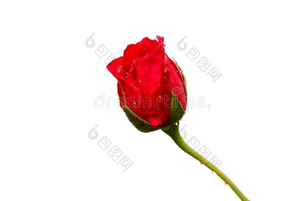 美丽的红色的<strong>蔷薇花</strong>蕾隔离的向白色的背景