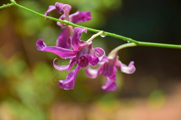美丽的影像关于紫罗兰兰花花