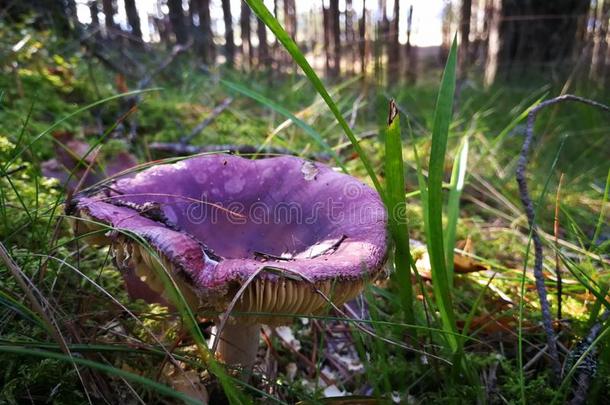 紫色的蘑菇采用指已提到的人森林
