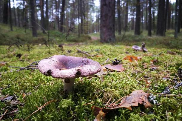 紫色的蘑菇关在上面采用指已提到的人森林