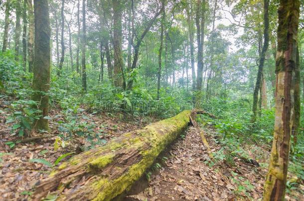 <strong>阵亡</strong>者树采用热带的ra采用forest植物