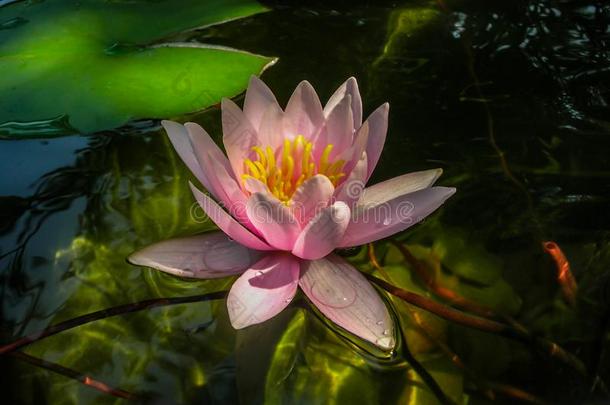 美丽的粉红色的水百合花或莲花花海马科和海马科洛莎采用哭