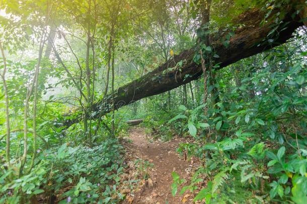 阵亡者树采用热带的ra采用forest植物