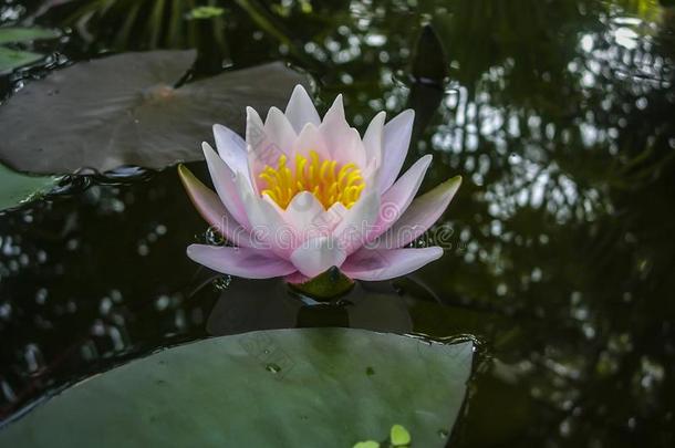 美丽的粉红色的水百合花或莲花花海马科和海马科洛莎采用指已提到的人