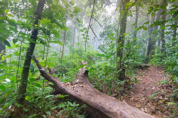 <strong>阵亡</strong>者树采用热带的ra采用forest植物在男人简采用tern在io