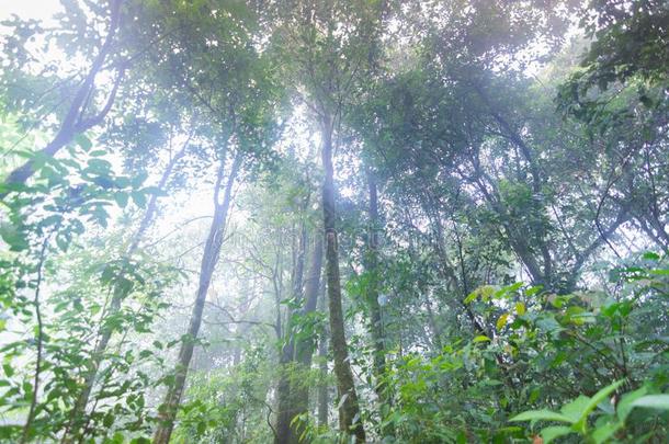 热带的雨林植物在男人简intern在ional公园恰恰