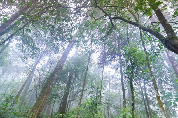 热带的雨林植物在男人简intern在ional公园恰恰