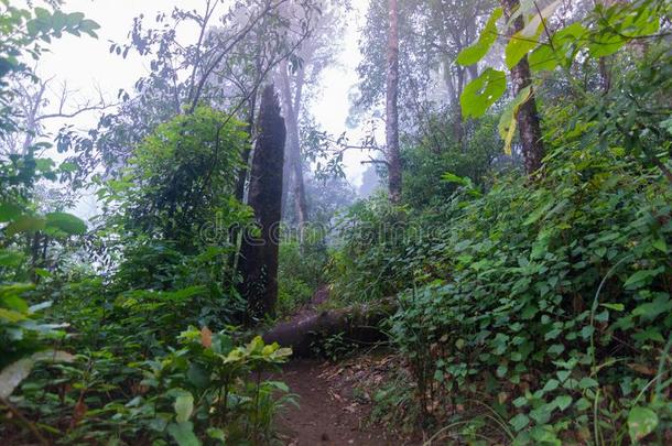 阵亡者树采用热带的ra采用forest植物在男人简采用tern在io