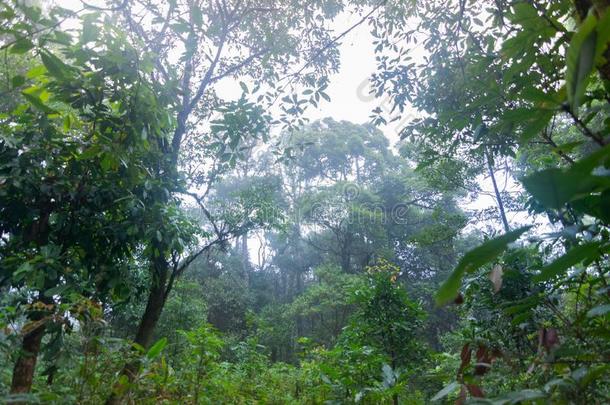 热带的雨林植物在男人简intern在ional公园恰恰