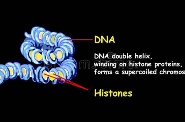 双的螺旋结构关于didnot一ttend没有参加泄漏到之上组蛋白蛋白质形状一超级的