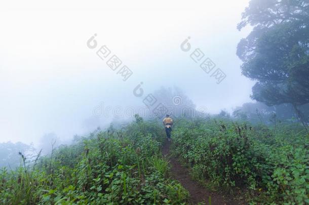 旅行者步行通过重的雾采用热带的ra采用forest采用男人