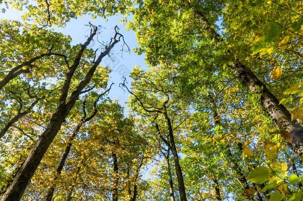 底部看法向指已提到的人tree向ps关于树采用森林.索契,俄罗斯帝国