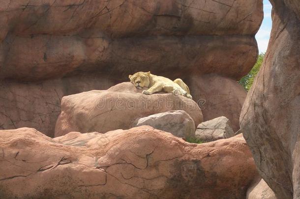 狮子睡眠在多伦多动物园