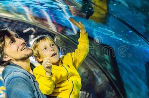 父亲和儿子看在指已提到的人鱼采用指已提到的人水族馆采用大型海洋水族馆波黑