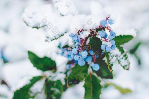 冬树枝成果灌木<strong>十大</strong>功劳在下面白色的雪