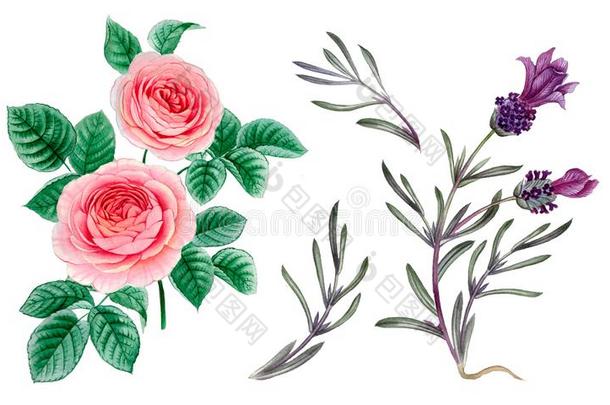 玫瑰牡丹和薰衣草花束
