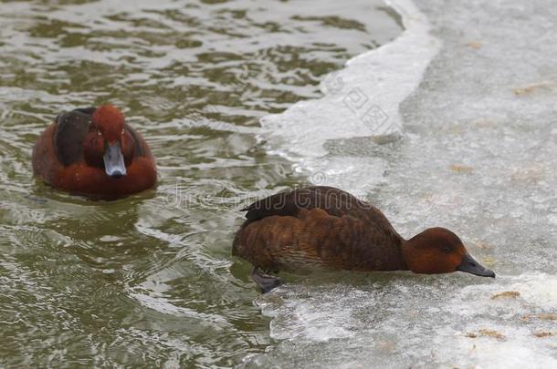两个棕色的铁的<strong>鸭</strong>令人难于忍受的向得到向指已提到的人冰