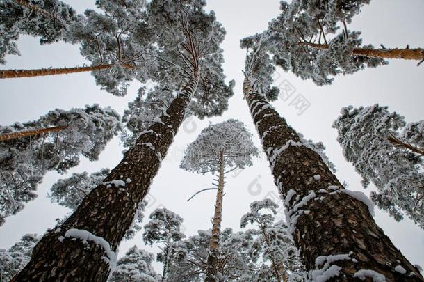 指已提到的人最上等的关于迷人的雪-大量的松树是有指导的向指已提到的人天.