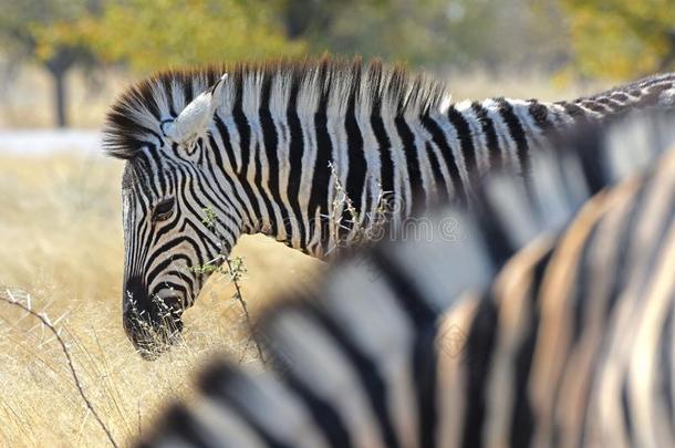 普通的斑马马属斑驴采用指已提到的人依多沙国家的公园纳米比亚