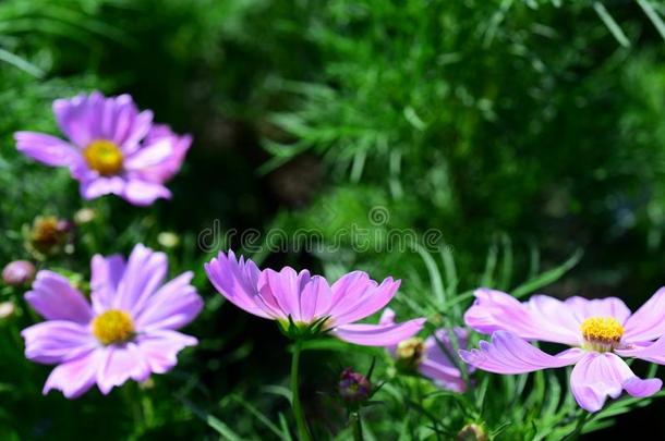 春季正规的花园.美丽的花园关于富有色彩的花.