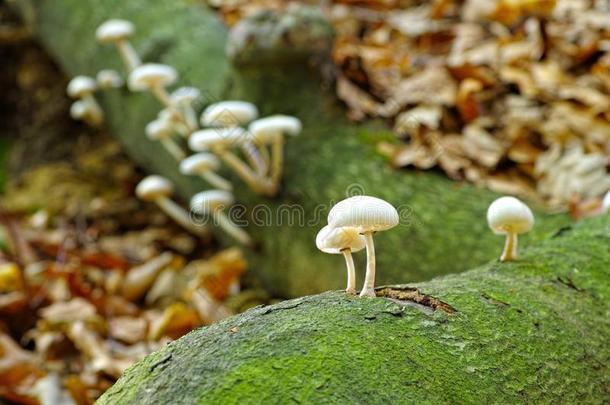 瓷真菌采用秋森林