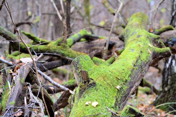小困难或障碍大量的和明亮的绿色的苔藓采用指已提到的人秋森林