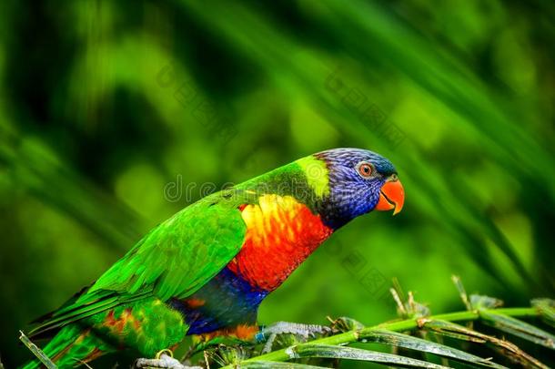 难以置信地富有色彩的鹦鹉洛里斯彩虹