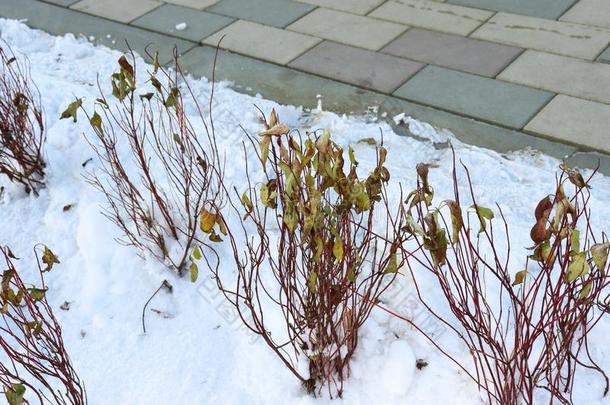 指已提到的人植物扭动通过指已提到的人雪