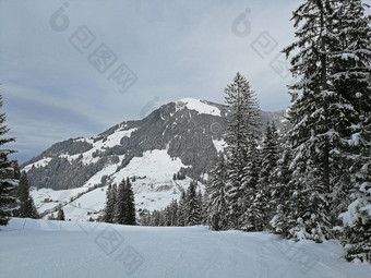 冬松树和雪-脱帽致意山采用霍克-表面,斯维兹兰图片