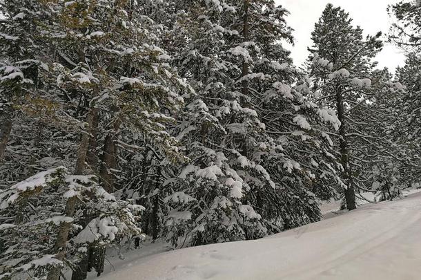 冬松树和雪-脱帽致意山采用霍克-表面,斯维兹兰