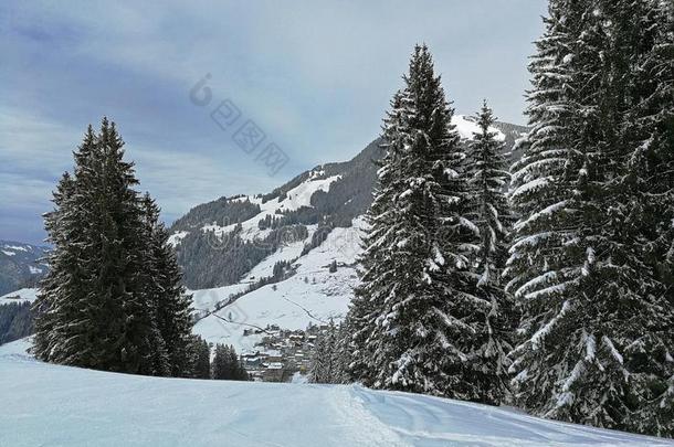 冬松树和雪-脱帽致意山采用霍克-表面,斯维兹兰