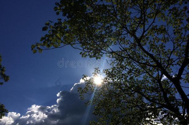 太阳在的后面指已提到的人云和一树