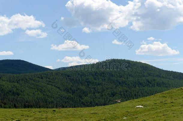 夏风景采用指已提到的人没有地区关于指已提到的人阿尔泰语共和国